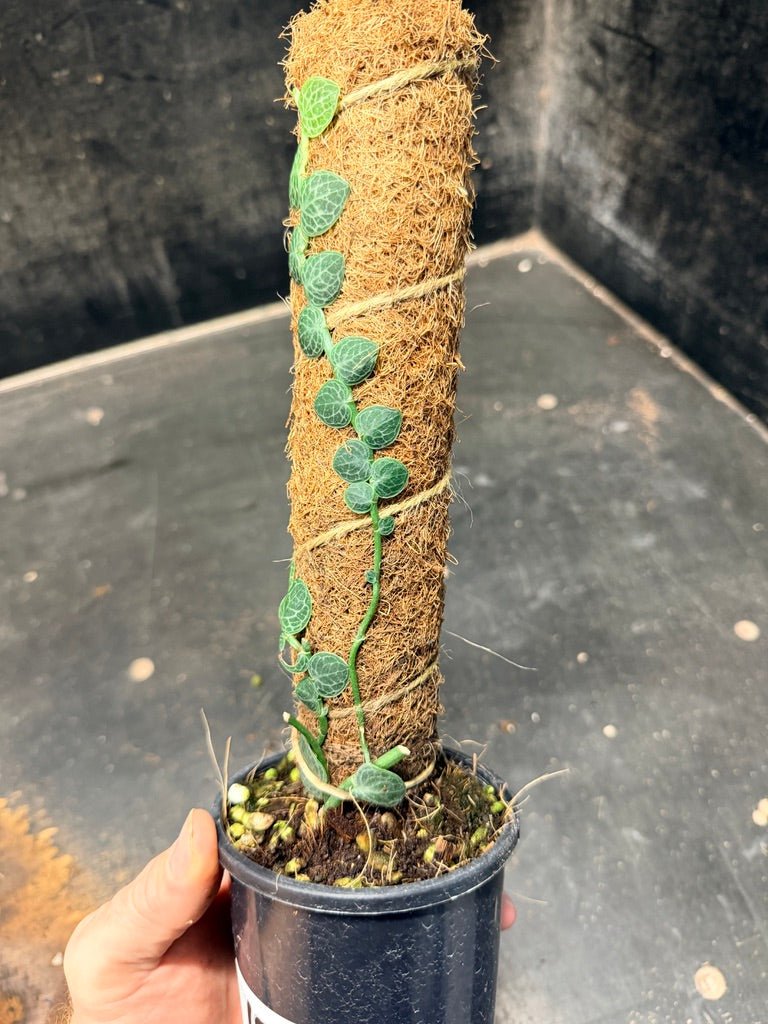 Handpicked 156 - Rhaphidophora Cryptantha Totem | Uprooted