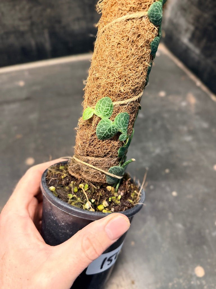 Handpicked 156 - Rhaphidophora Cryptantha Totem | Uprooted