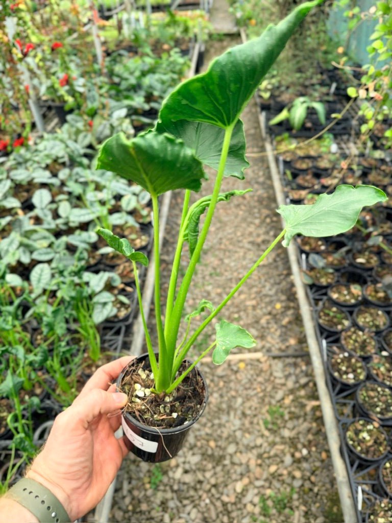 Handpicked 157 - Alocasia Triangularis | Uprooted