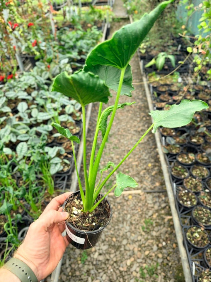 Handpicked 157 - Alocasia Triangularis | Uprooted