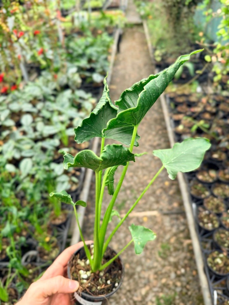 Handpicked 157 - Alocasia Triangularis | Uprooted