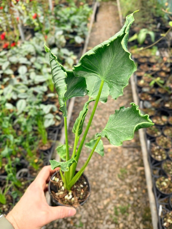 Handpicked 157 - Alocasia Triangularis | Uprooted