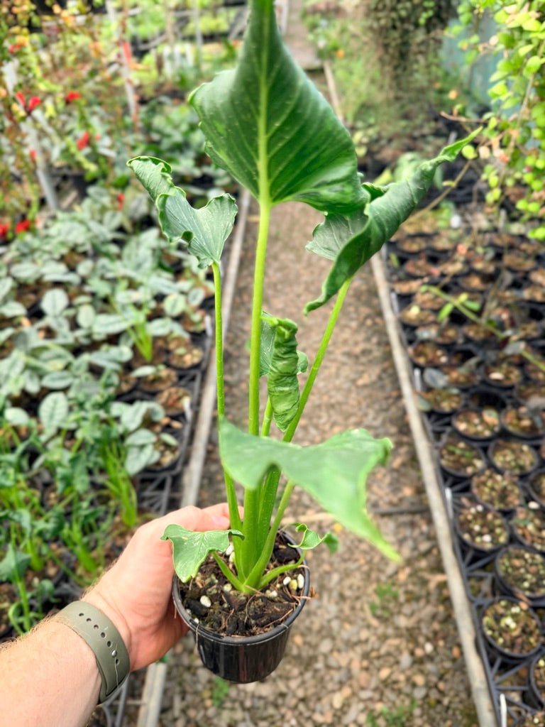 Handpicked 157 - Alocasia Triangularis | Uprooted