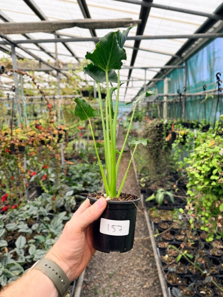 Handpicked 157 - Alocasia Triangularis | Uprooted