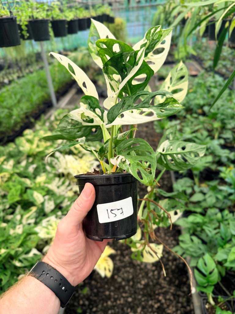 Handpicked 157 - Monstera Adansonii - Monkey Mask - Variegated Albo | Uprooted
