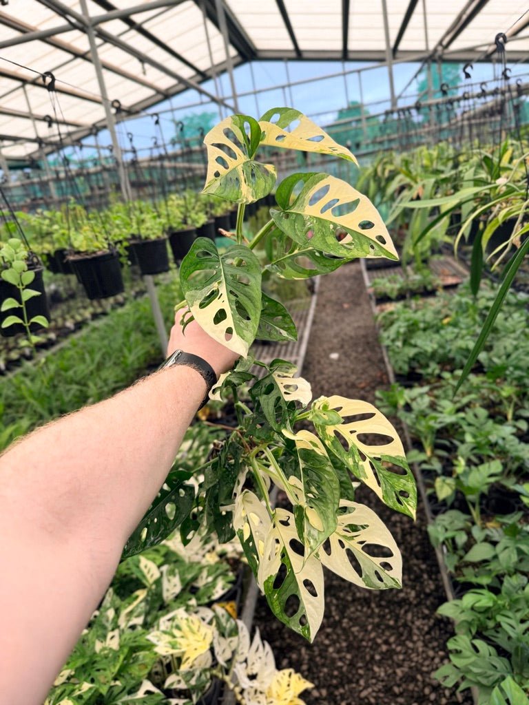 Handpicked 157 - Monstera Adansonii - Monkey Mask - Variegated Albo | Uprooted