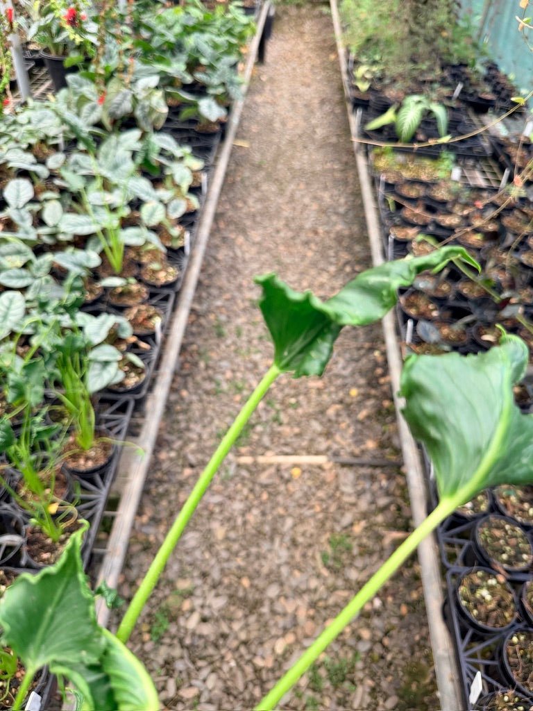 Handpicked 158 - Alocasia Triangularis | Uprooted