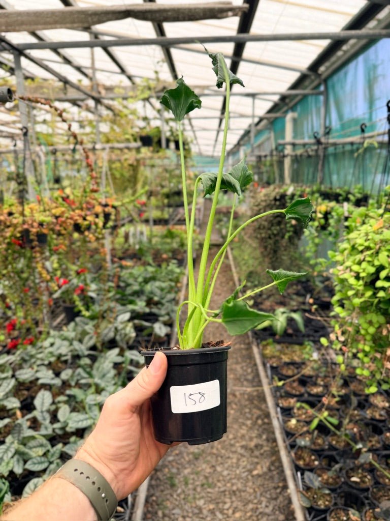 Handpicked 158 - Alocasia Triangularis | Uprooted