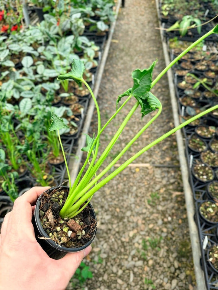 Handpicked 158 - Alocasia Triangularis | Uprooted