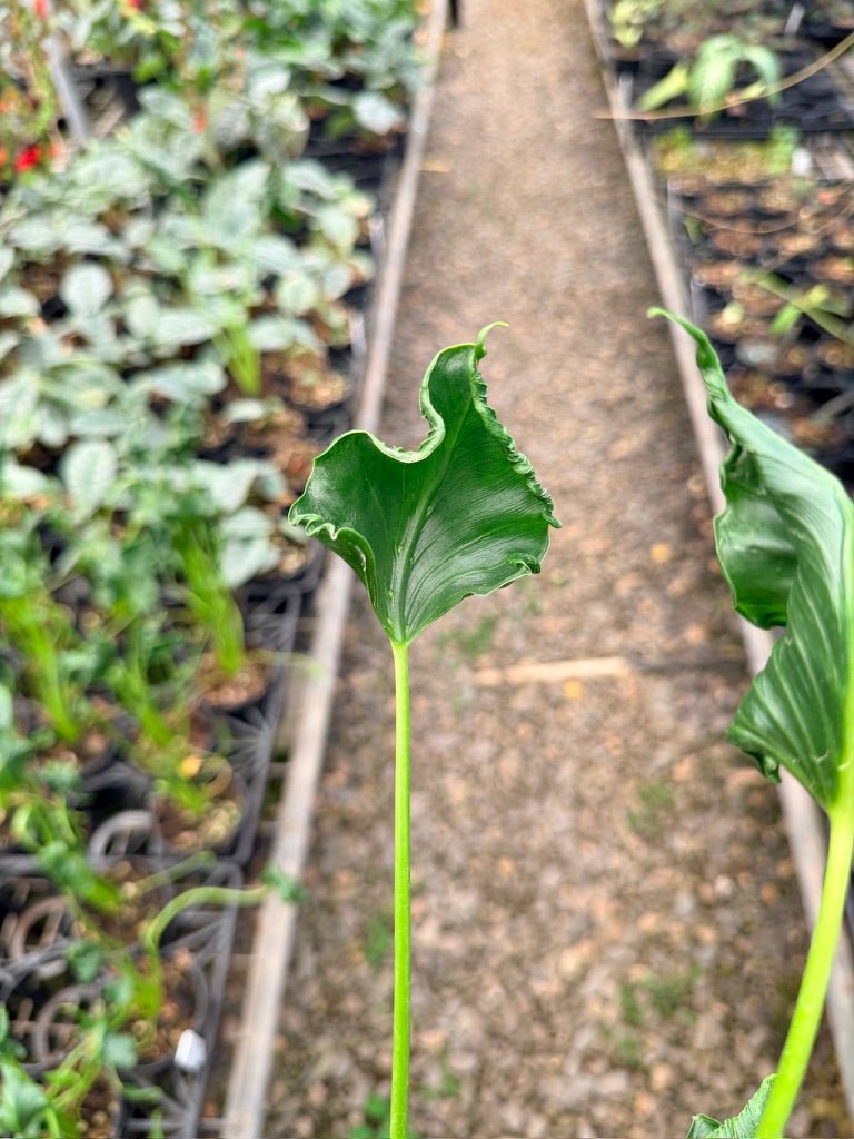 Handpicked 158 - Alocasia Triangularis | Uprooted