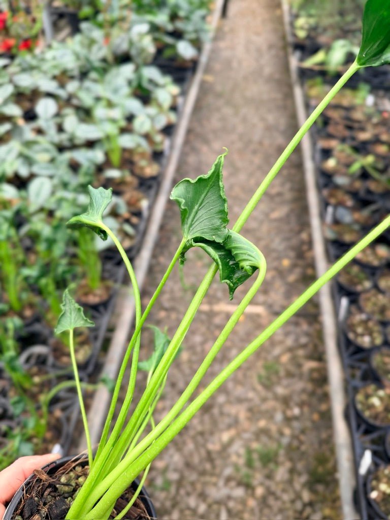 Handpicked 158 - Alocasia Triangularis | Uprooted
