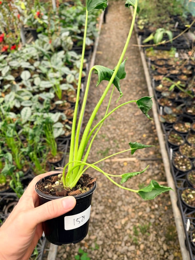 Handpicked 158 - Alocasia Triangularis | Uprooted
