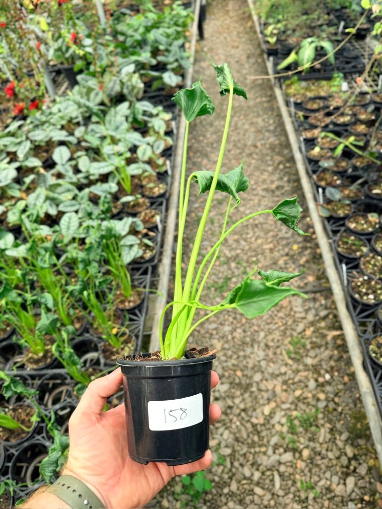 Handpicked 158 - Alocasia Triangularis | Uprooted
