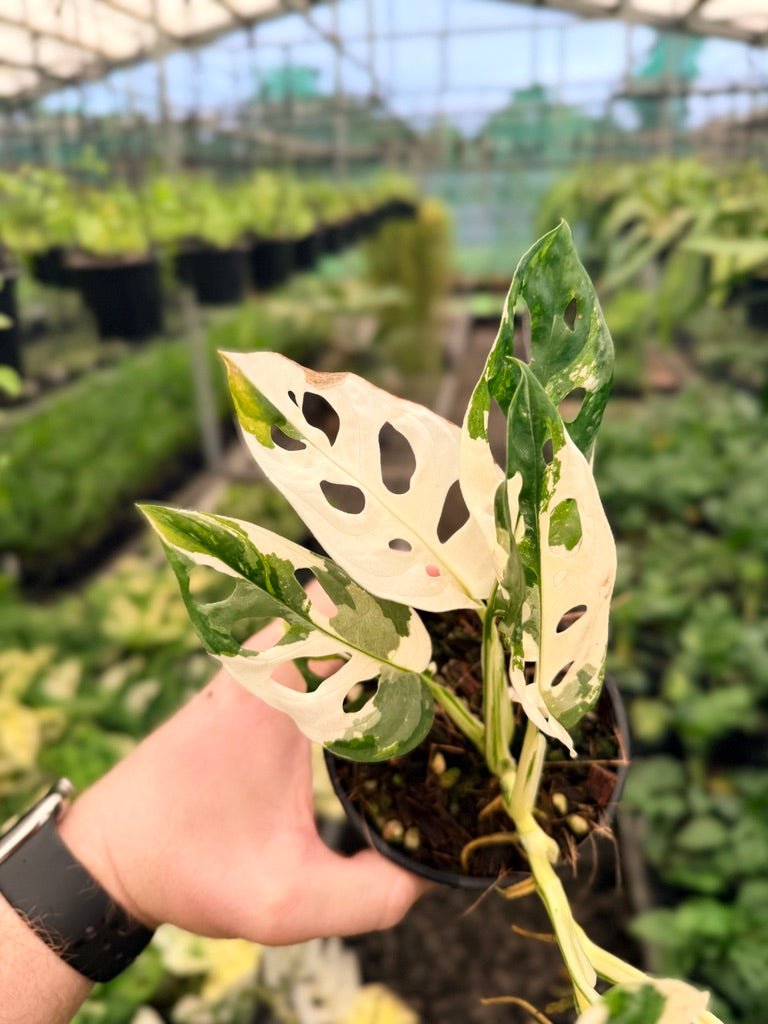 Handpicked 158 - Monstera Adansonii - Monkey Mask - Variegated Albo | Uprooted