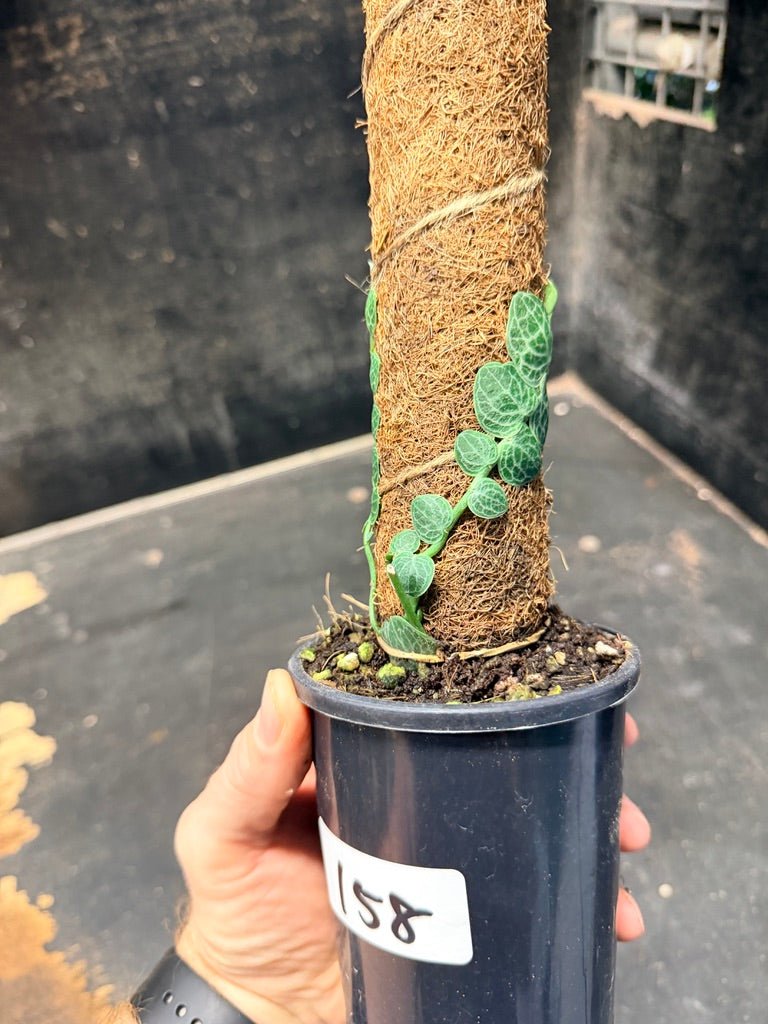 Handpicked 158 - Rhaphidophora Cryptantha Totem | Uprooted