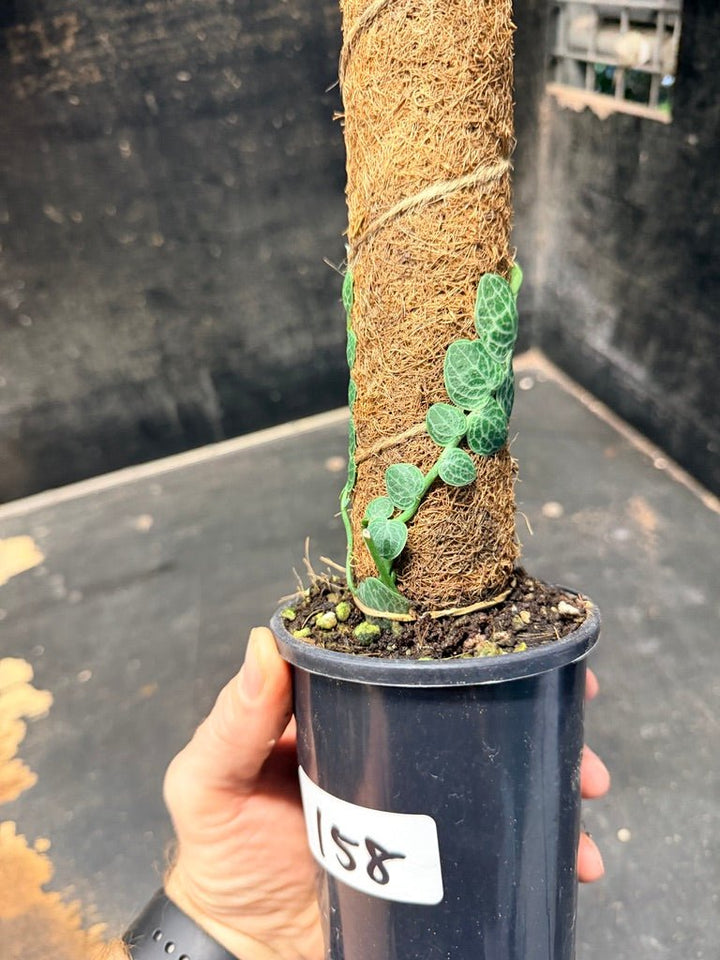 Handpicked 158 - Rhaphidophora Cryptantha Totem | Uprooted