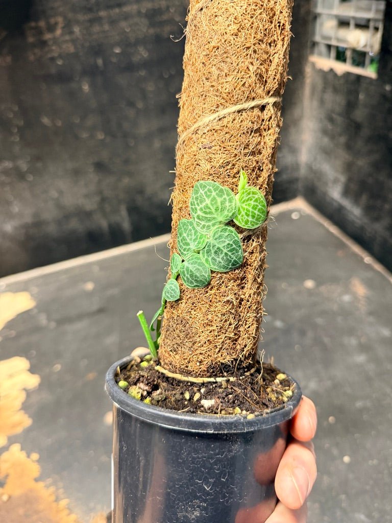 Handpicked 158 - Rhaphidophora Cryptantha Totem | Uprooted