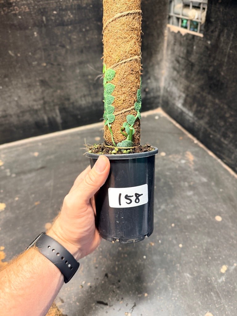 Handpicked 158 - Rhaphidophora Cryptantha Totem | Uprooted