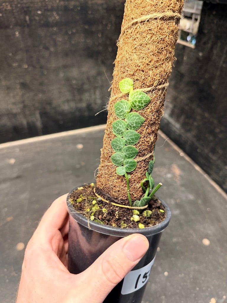 Handpicked 158 - Rhaphidophora Cryptantha Totem | Uprooted