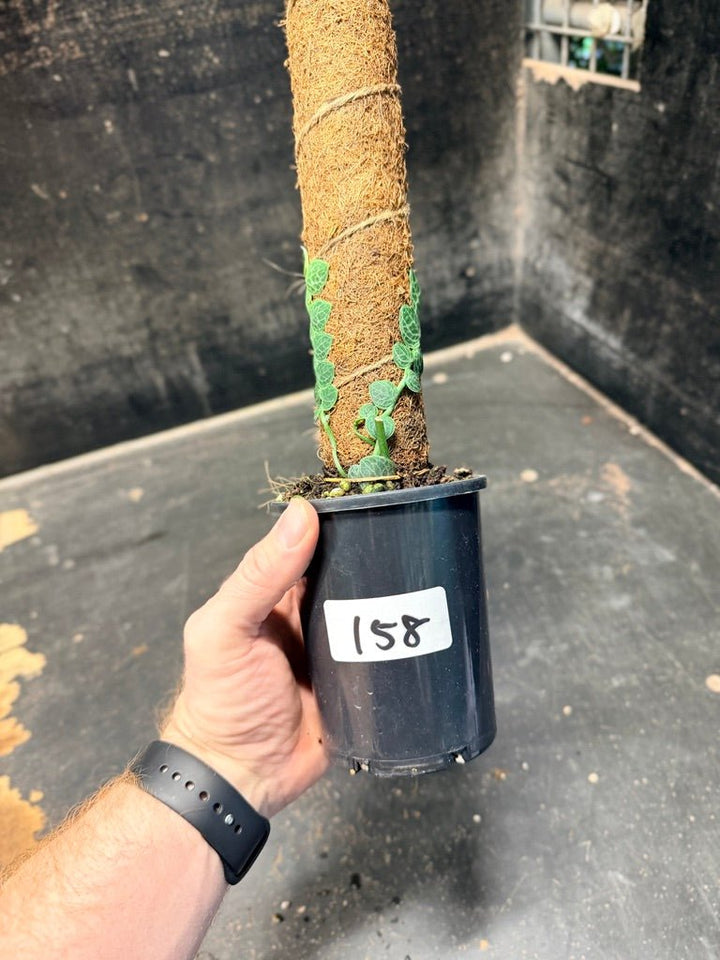 Handpicked 158 - Rhaphidophora Cryptantha Totem | Uprooted