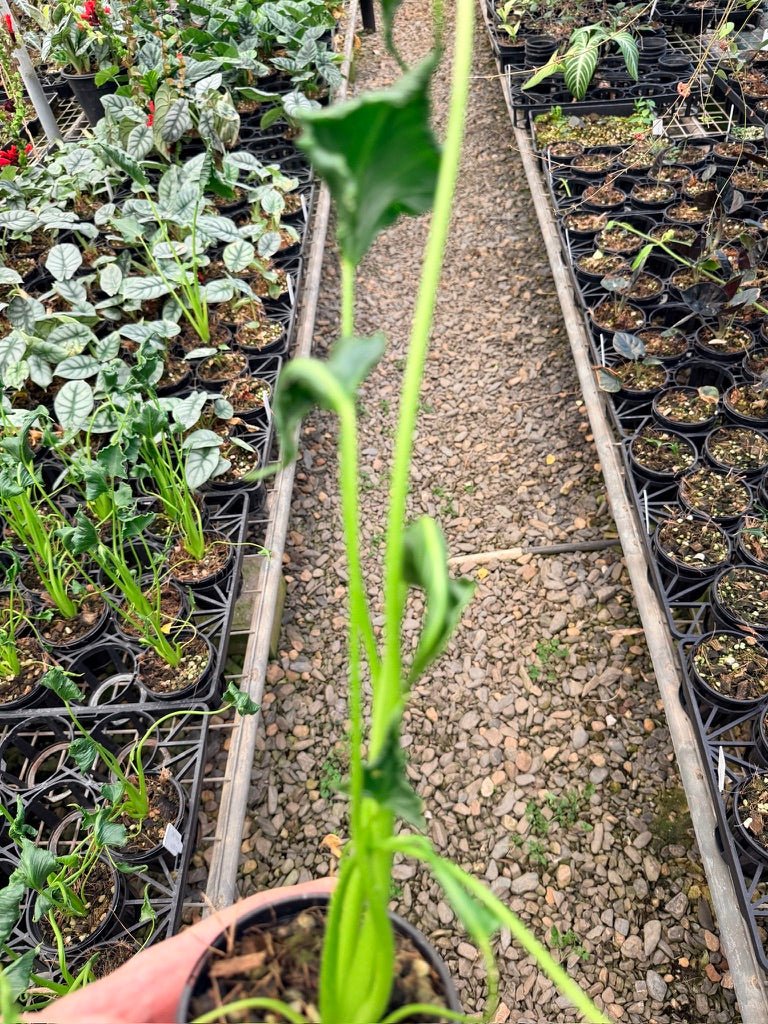 Handpicked 159 - Alocasia Triangularis | Uprooted