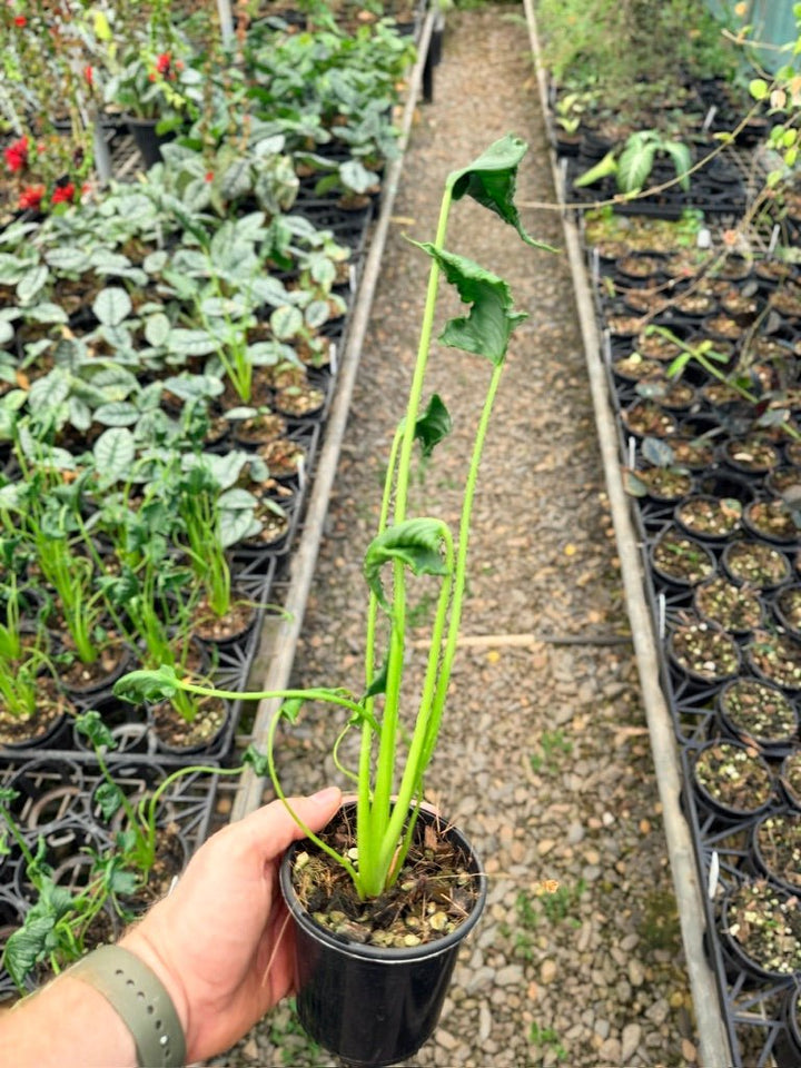 Handpicked 159 - Alocasia Triangularis | Uprooted