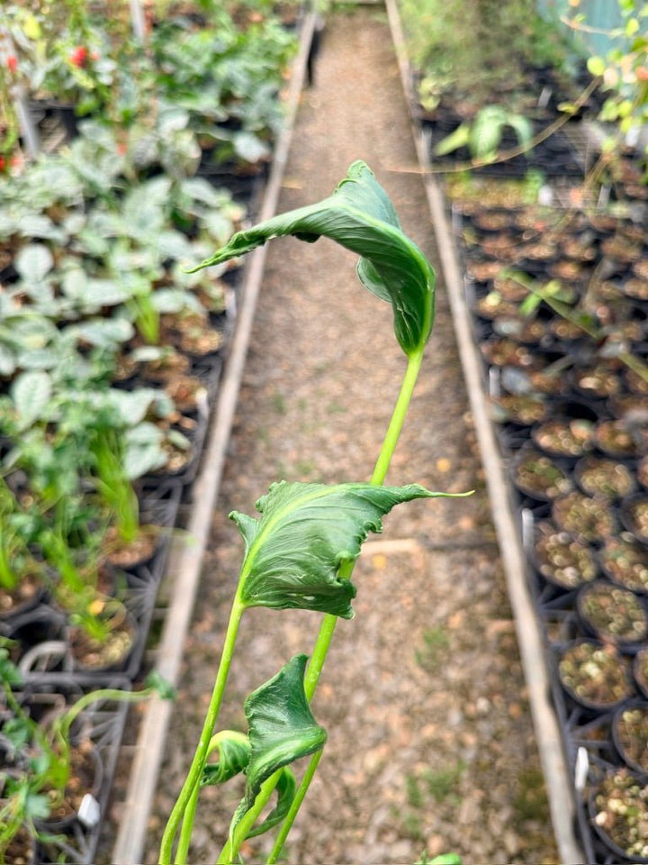 Handpicked 159 - Alocasia Triangularis | Uprooted