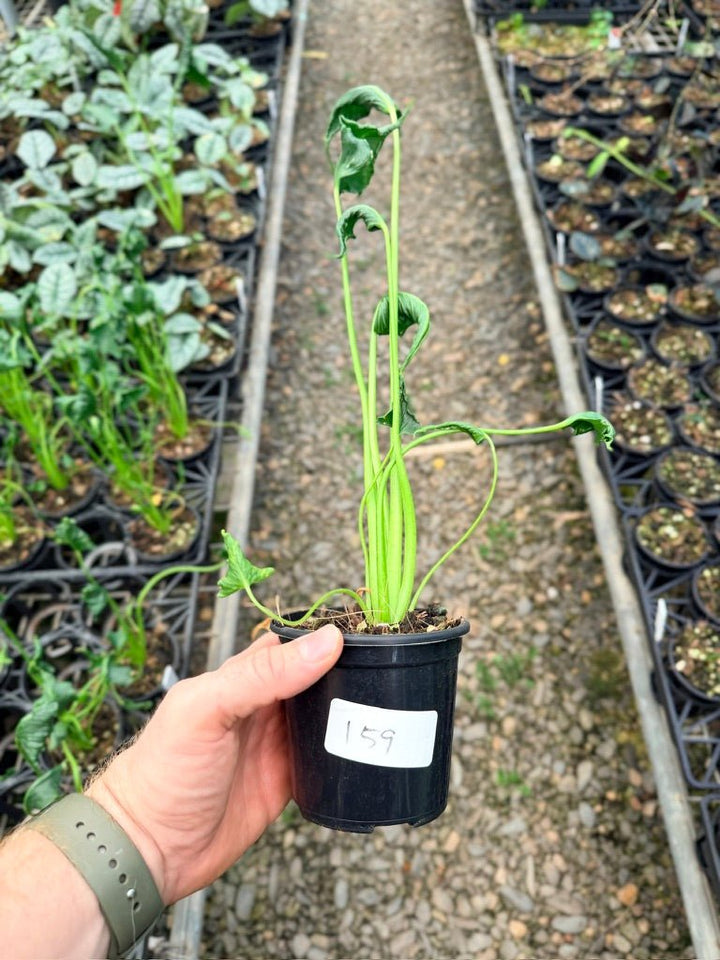 Handpicked 159 - Alocasia Triangularis | Uprooted