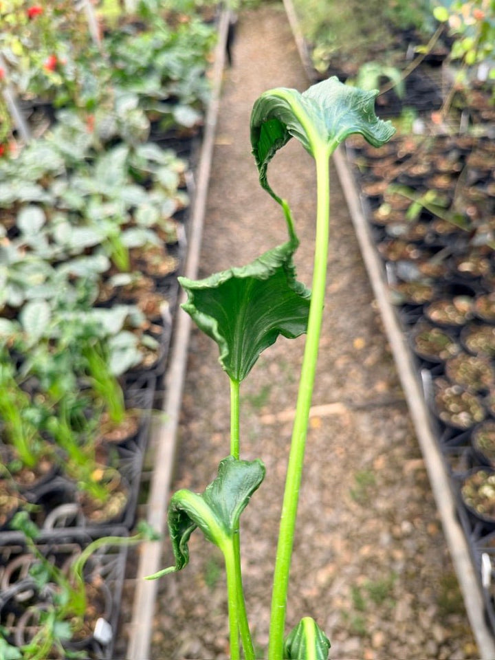 Handpicked 159 - Alocasia Triangularis | Uprooted