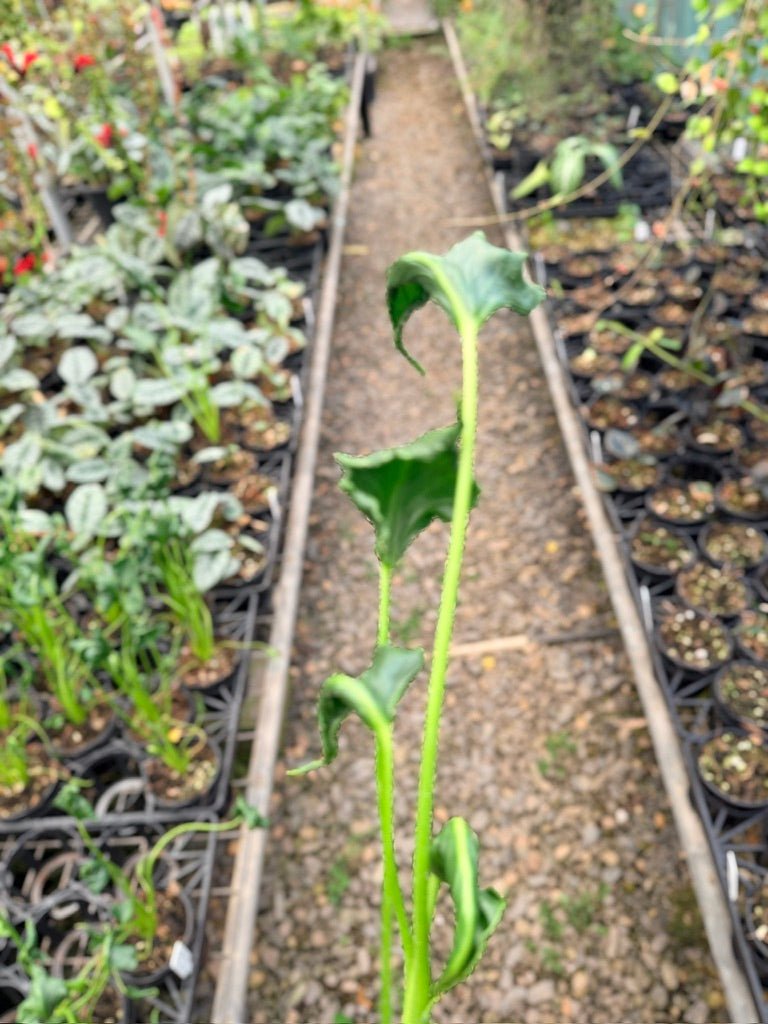 Handpicked 159 - Alocasia Triangularis | Uprooted