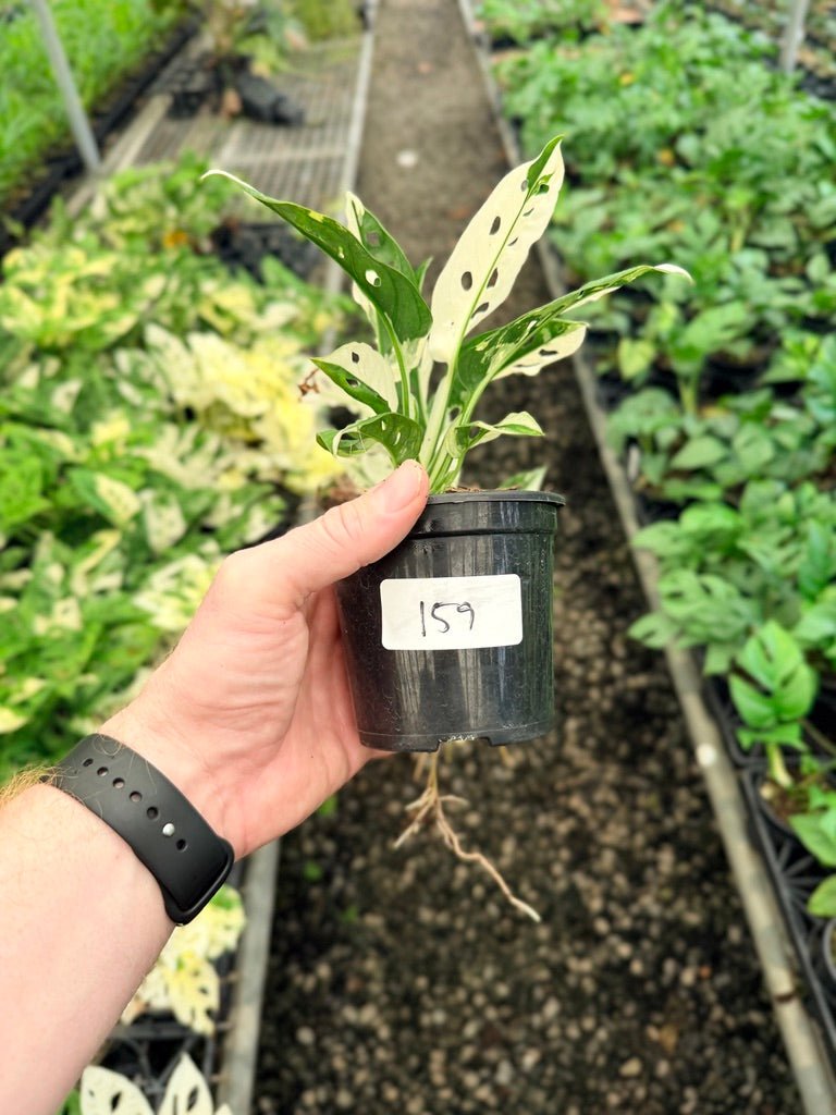 Handpicked 159 - Monstera Adansonii - Monkey Mask - Variegated Albo | Uprooted