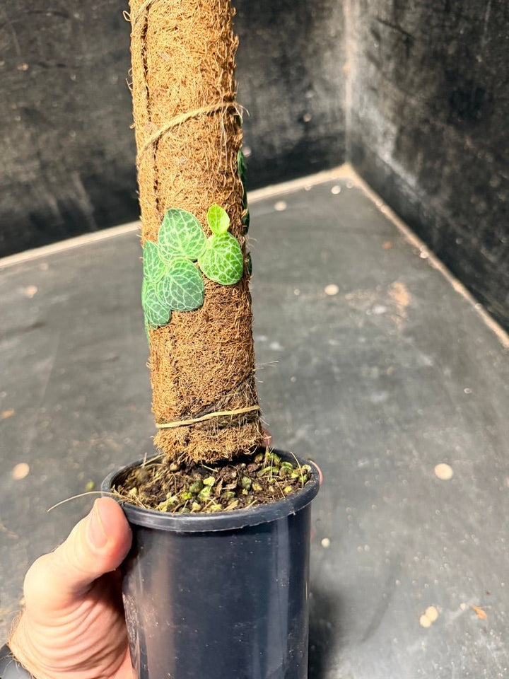 Handpicked 159 - Rhaphidophora Cryptantha Totem | Uprooted