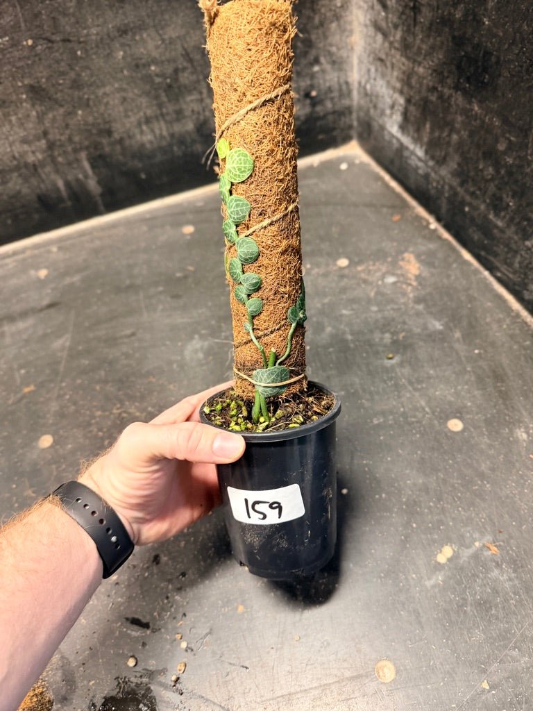 Handpicked 159 - Rhaphidophora Cryptantha Totem | Uprooted
