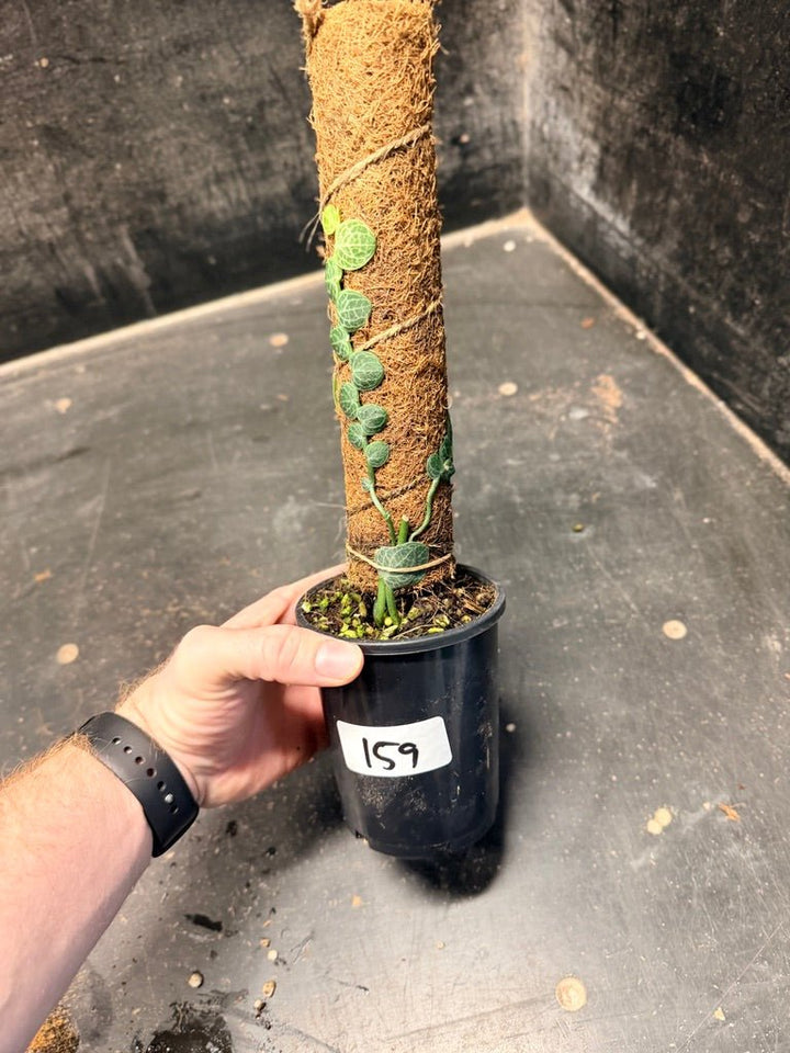 Handpicked 159 - Rhaphidophora Cryptantha Totem | Uprooted