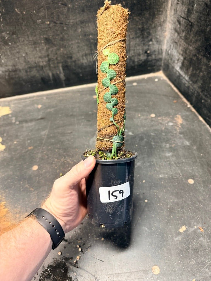Handpicked 159 - Rhaphidophora Cryptantha Totem | Uprooted