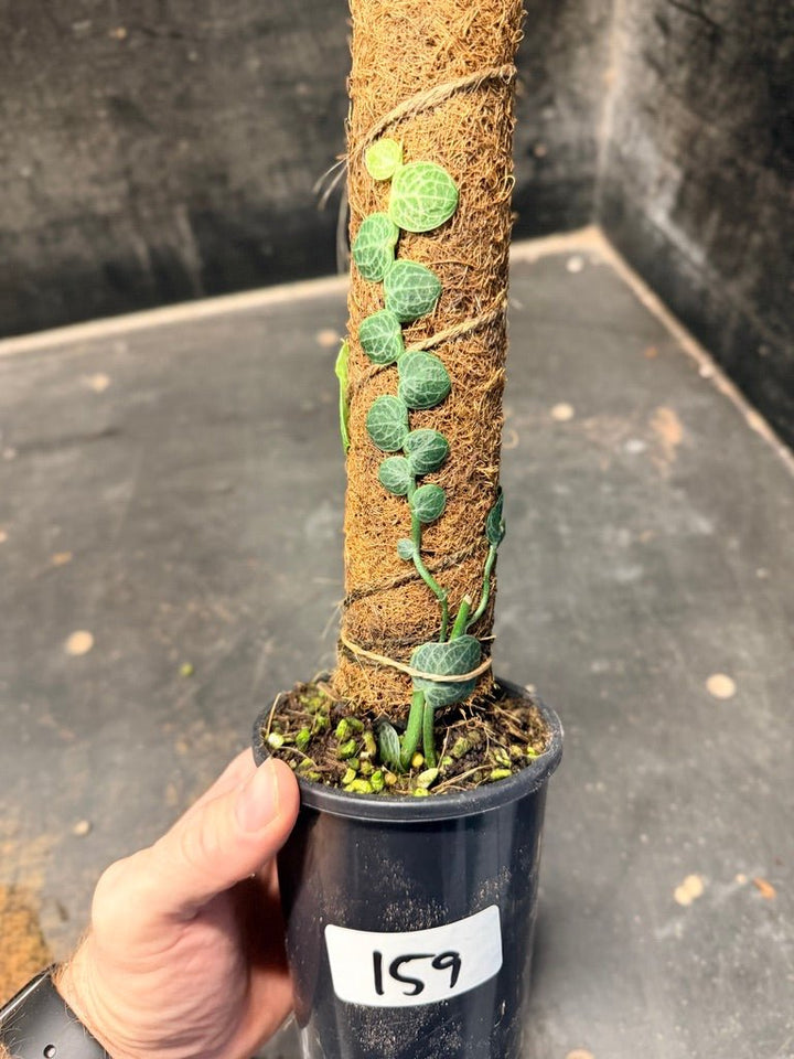 Handpicked 159 - Rhaphidophora Cryptantha Totem | Uprooted