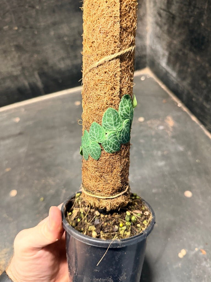 Handpicked 159 - Rhaphidophora Cryptantha Totem | Uprooted