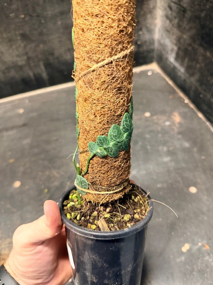 Handpicked 159 - Rhaphidophora Cryptantha Totem | Uprooted