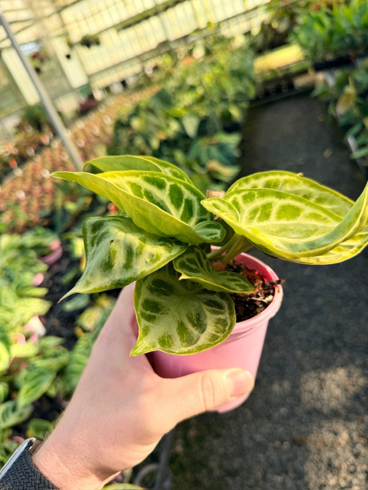 Handpicked 16 - Anthurium Crystallinum Dorayaki - Silver Blush | Uprooted