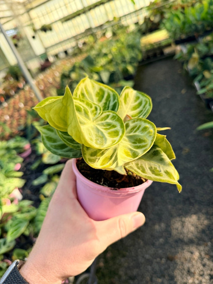 Handpicked 16 - Anthurium Crystallinum Dorayaki - Silver Blush | Uprooted
