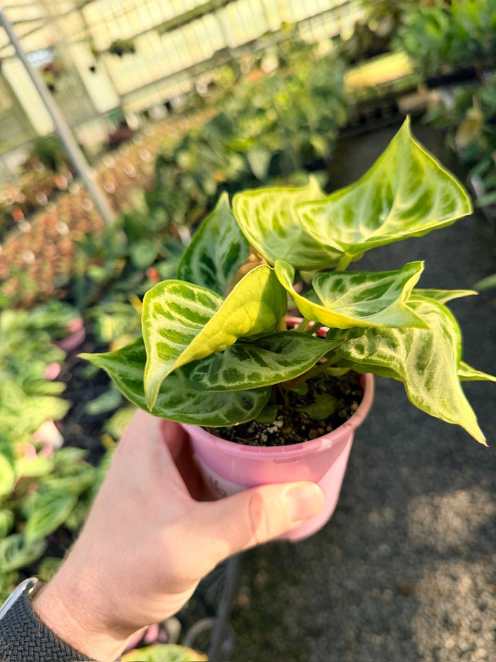 Handpicked 16 - Anthurium Crystallinum Dorayaki - Silver Blush | Uprooted