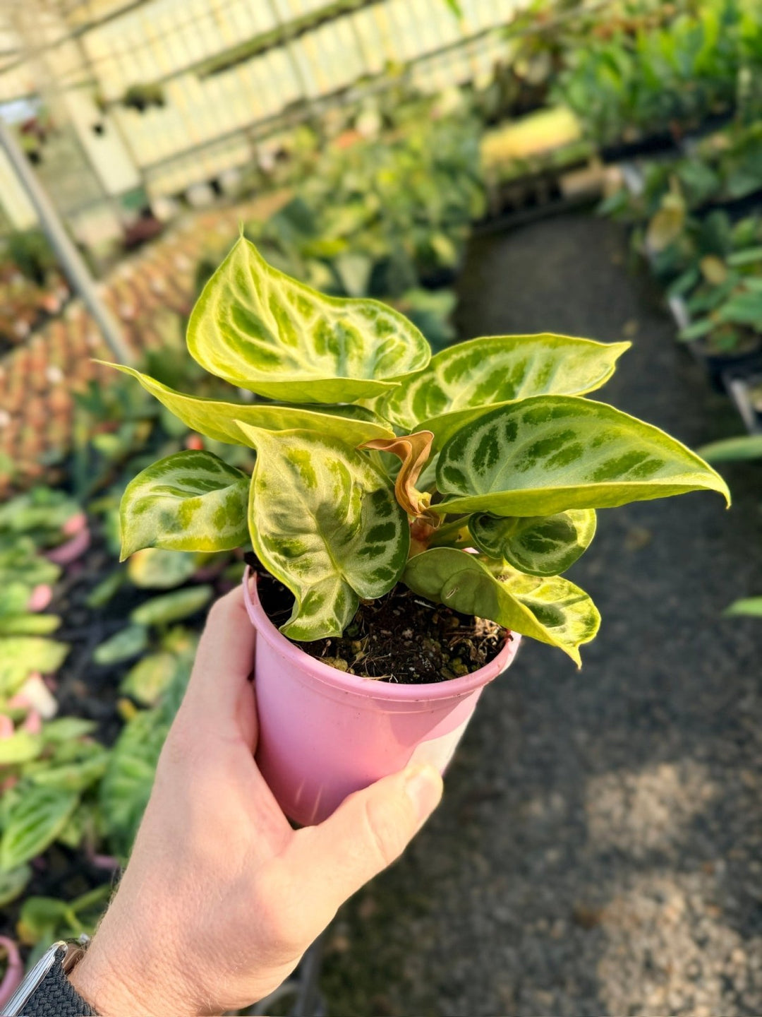 Handpicked 16 - Anthurium Crystallinum Dorayaki - Silver Blush | Uprooted