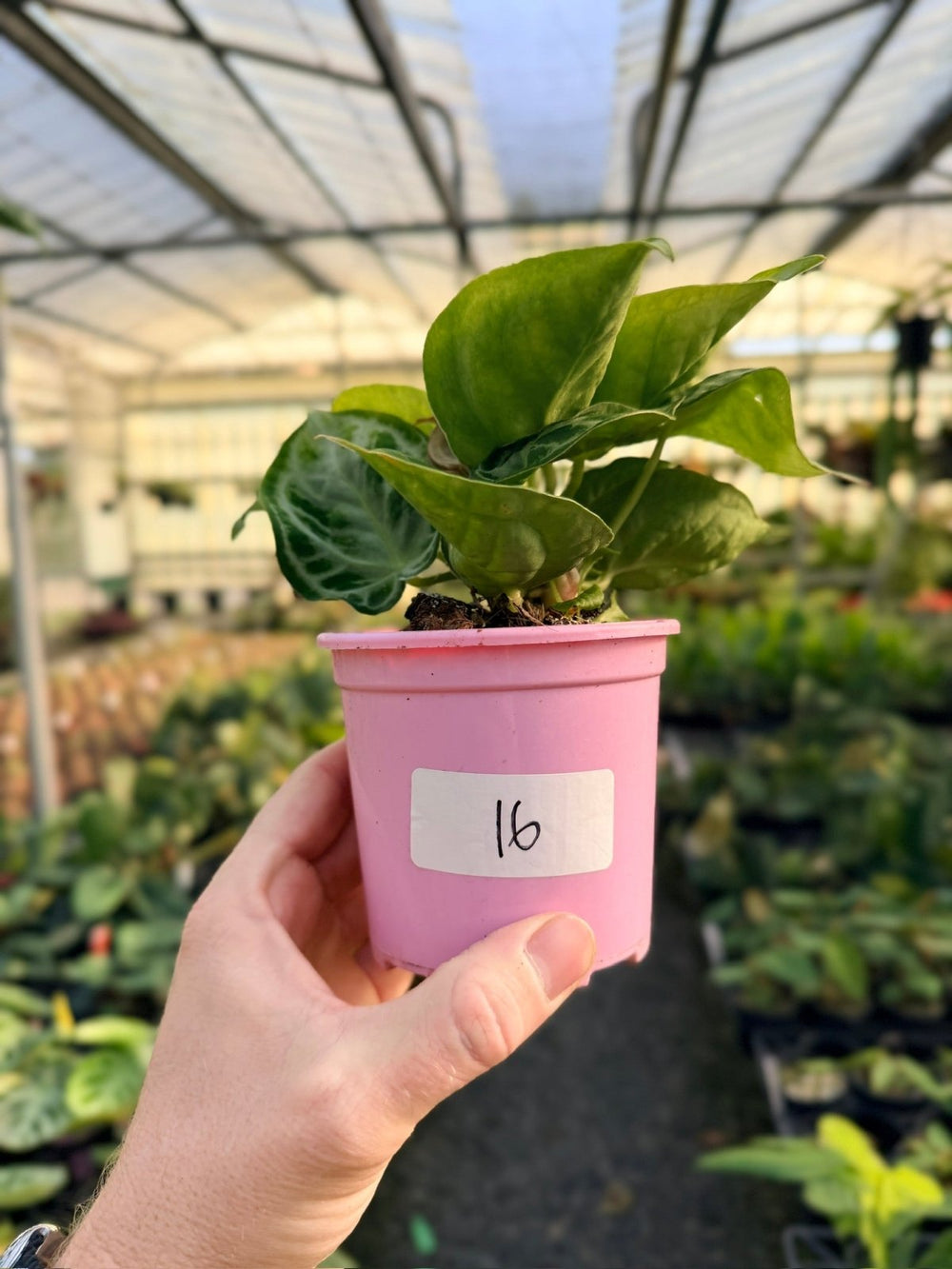 Handpicked 16 - Anthurium Crystallinum Dorayaki - Silver Blush | Uprooted