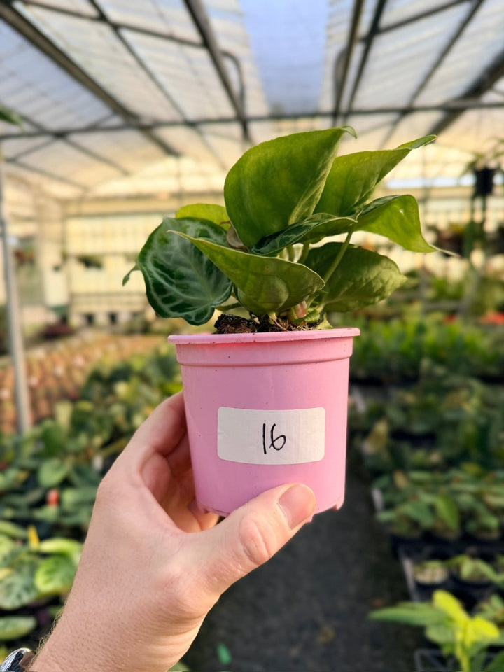 Handpicked 16 - Anthurium Crystallinum Dorayaki - Silver Blush | Uprooted