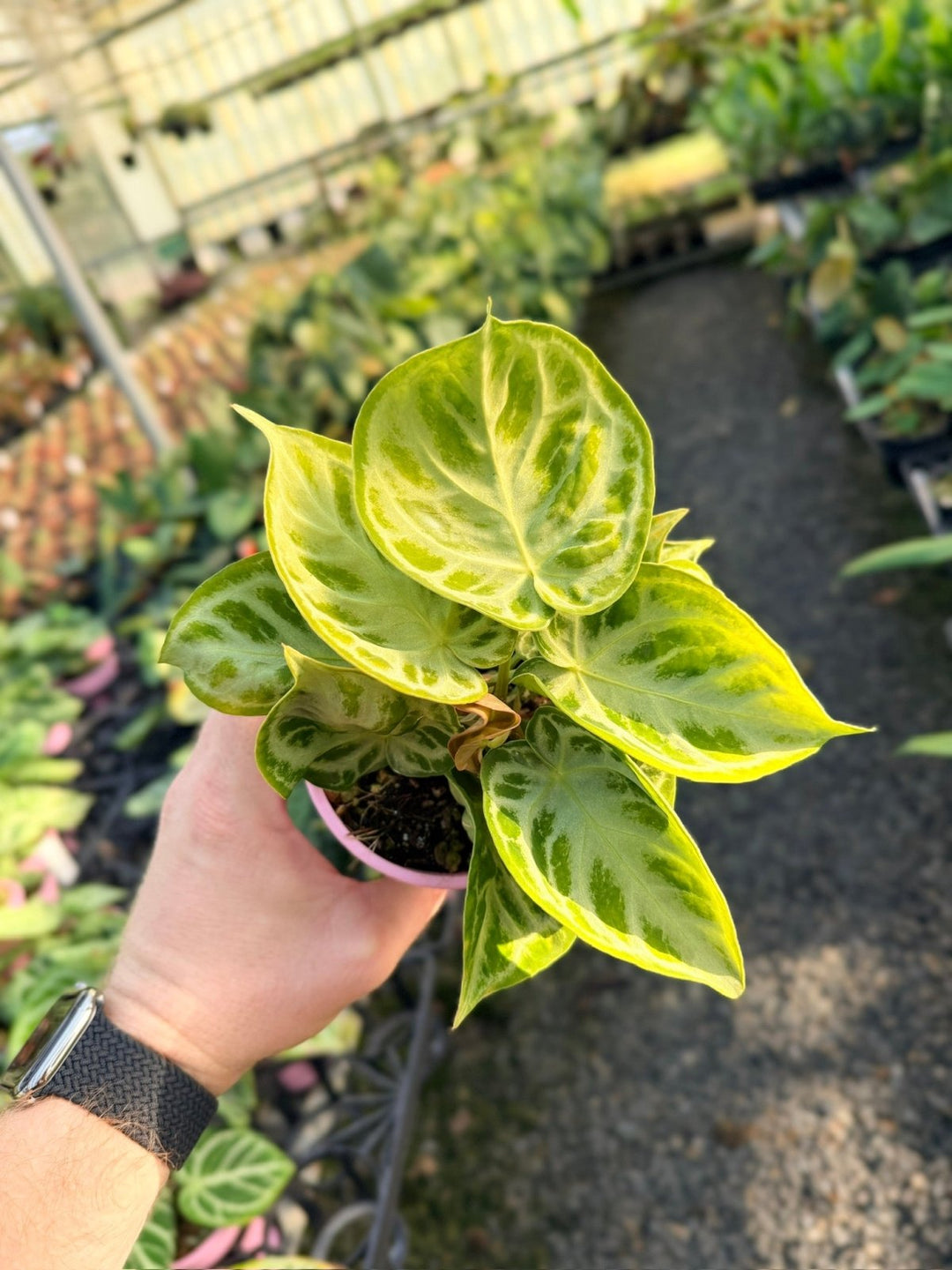 Handpicked 16 - Anthurium Crystallinum Dorayaki - Silver Blush | Uprooted