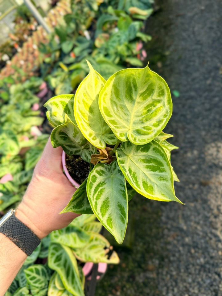 Handpicked 16 - Anthurium Crystallinum Dorayaki - Silver Blush | Uprooted