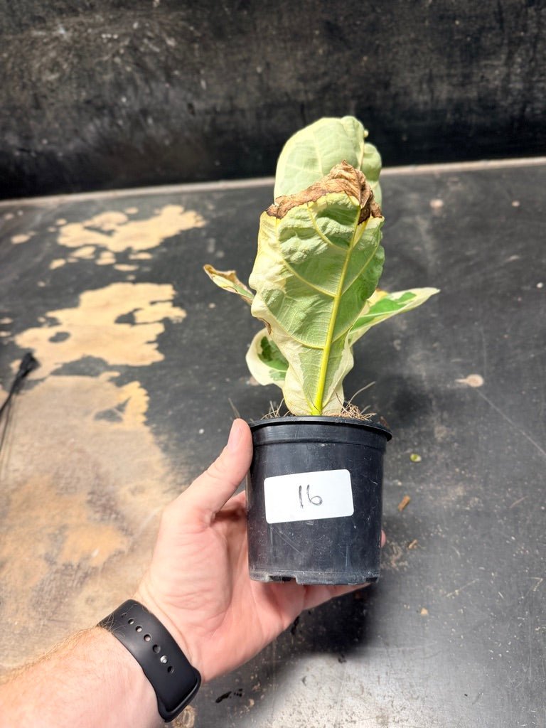 Handpicked 16 - Ficus Lyrata Variegata - 100mm Pot | Uprooted