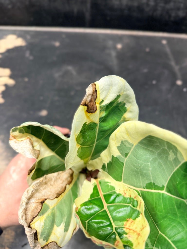 Handpicked 16 - Ficus Lyrata Variegata - 100mm Pot | Uprooted