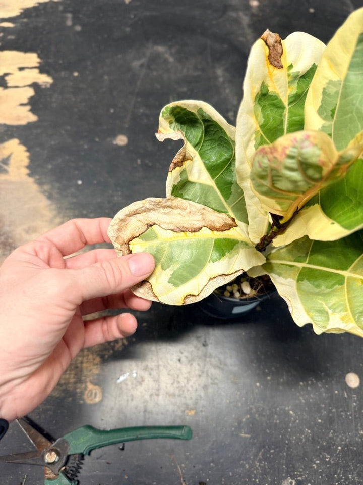 Handpicked 16 - Ficus Lyrata Variegata - 100mm Pot | Uprooted