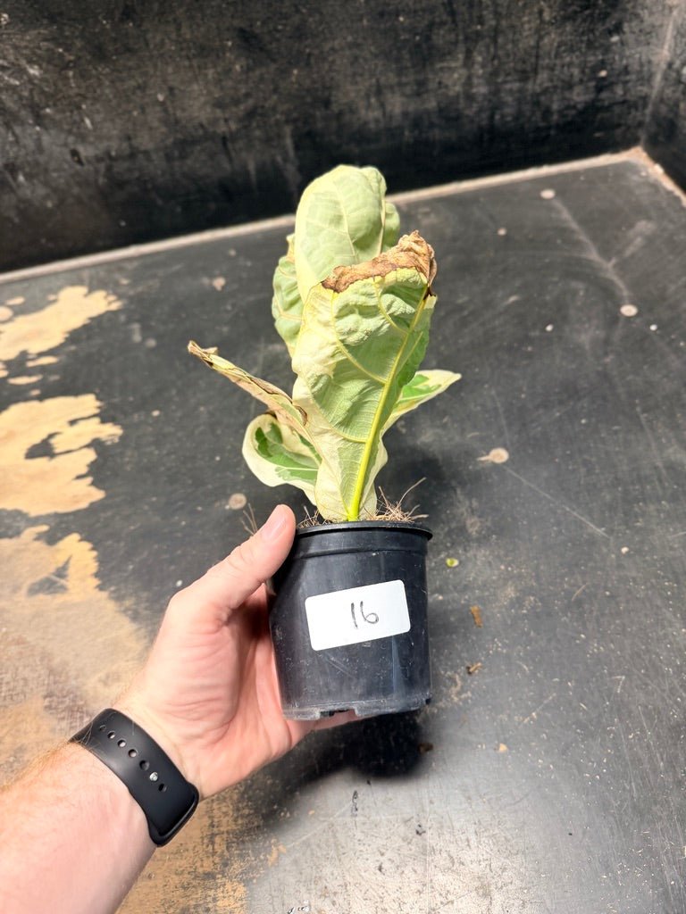 Handpicked 16 - Ficus Lyrata Variegata - 100mm Pot | Uprooted